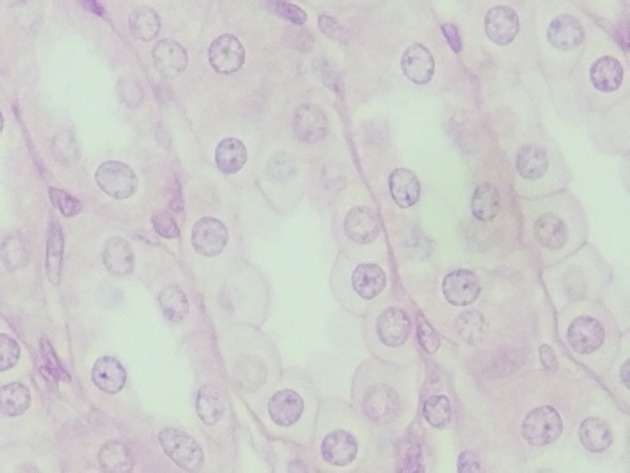 Simple Cuboidal Epithelium Slides - Simple Cuboidal Epithelium 02 400X